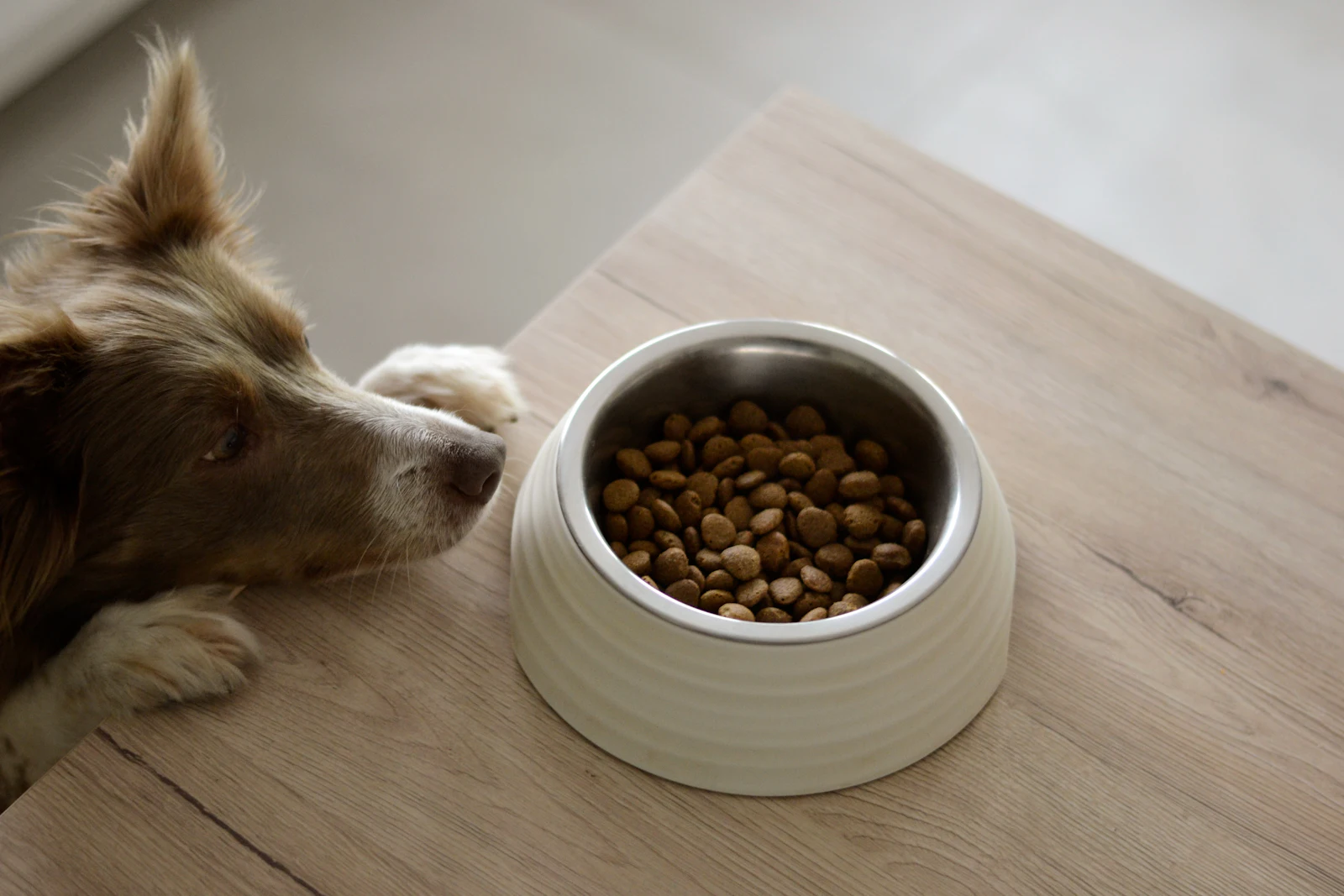 Dog resting its head on a table next to a bowl of dry dog food